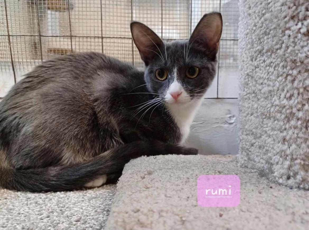 Enlarge Rumi, a Adoptable Domestic Short Hair in Walworth, WI image 1/4