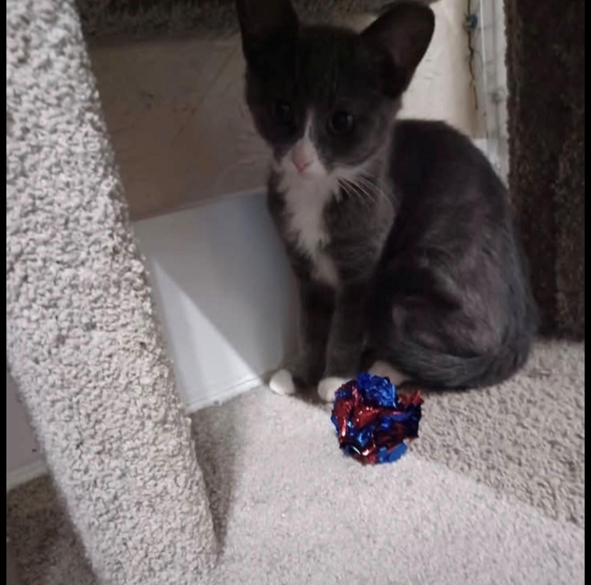 Enlarge Rumi, a Adoptable Domestic Short Hair in Walworth, WI image 3/4