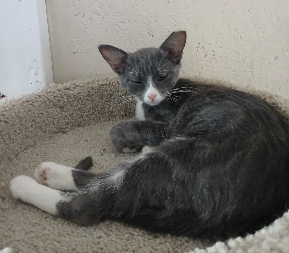 Enlarge Rumi, a Adoptable Domestic Short Hair in Walworth, WI image 2/4