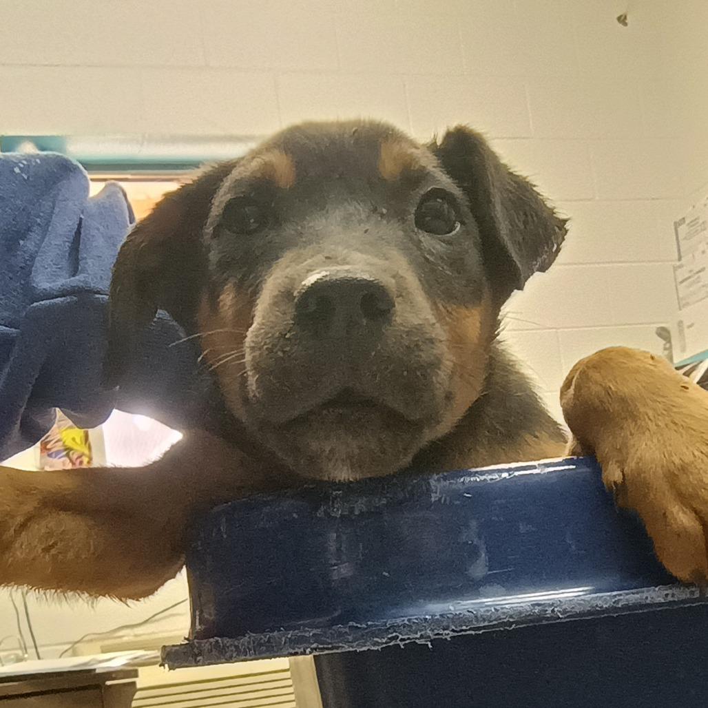 Enlarge Arctic, a Adoptable mixed breed in Ardmore, OK image 1/1