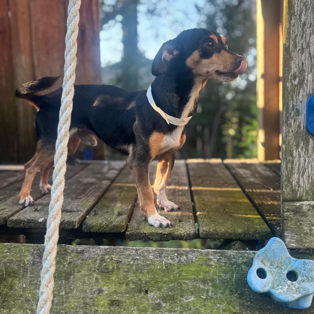 Bugs, Adoptable, Adult Male Rat Terrier & Chihuahua.