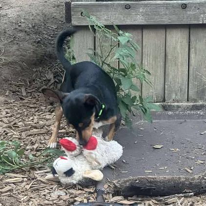 Bugs, a Adoptable mixed breed in Katy, TX image 2/6