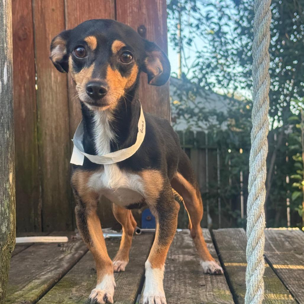 Bugs, a Adoptable mixed breed in Katy, TX image 3/6