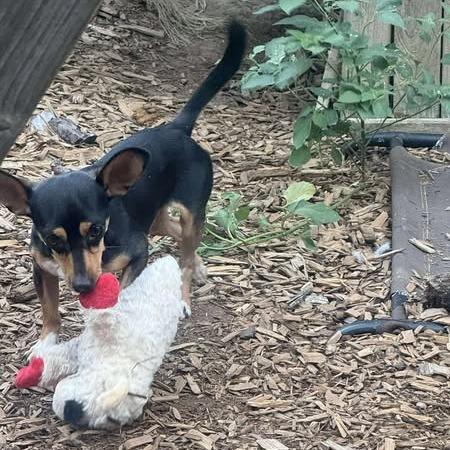 Bugs, a Adoptable mixed breed in Katy, TX image 4/6