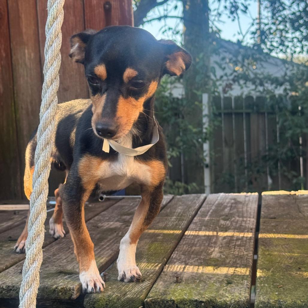 Bugs, a Adoptable mixed breed in Katy, TX image 5/6