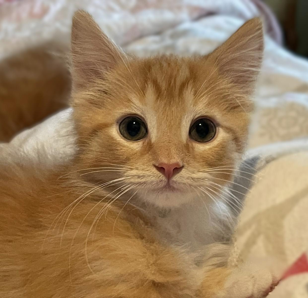 Enlarge Opie, a Adoptable mixed breed in Culpeper, VA image 6/6