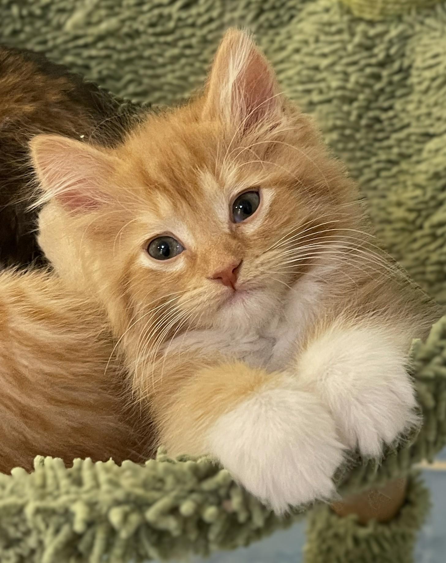 Enlarge Opie, a Adoptable mixed breed in Culpeper, VA image 1/6