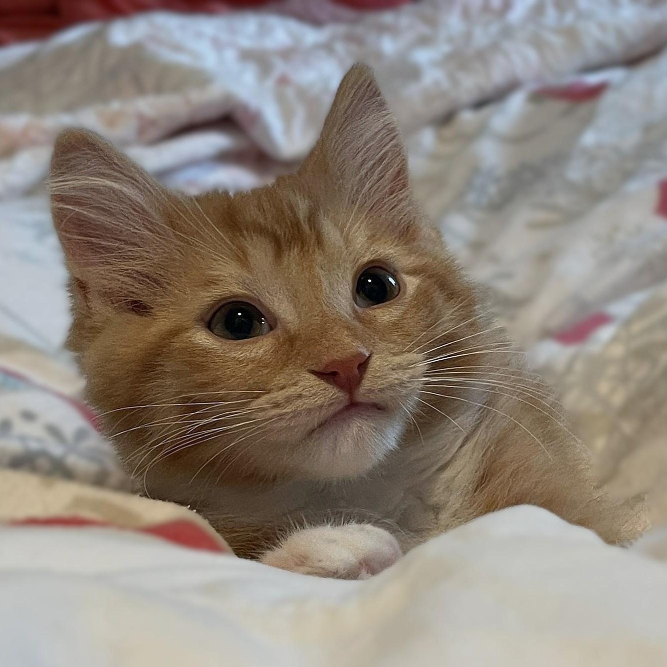 Enlarge Opie, a Adoptable mixed breed in Culpeper, VA image 2/6