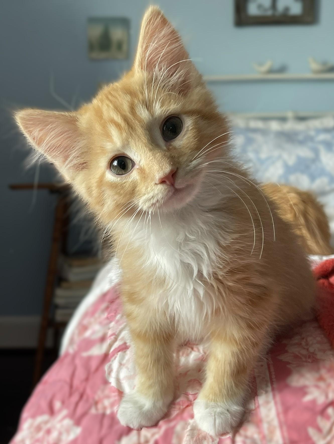 Enlarge Opie, a Adoptable mixed breed in Culpeper, VA image 3/6