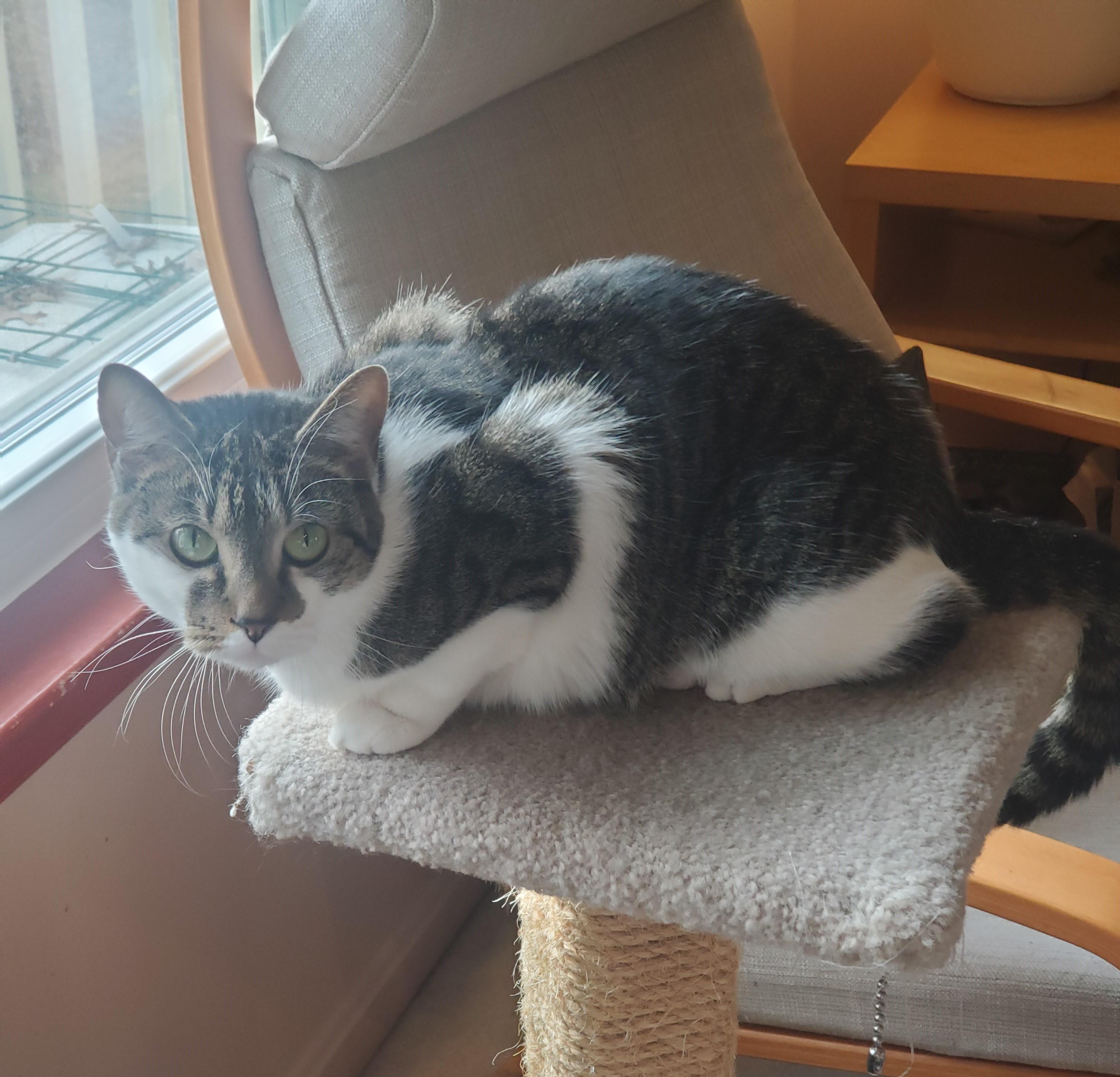 Enlarge Caramel-A Quiet Beauty Waiting to Blossom, an adoptable Domestic Short Hair in Laurel, MD image 2/4