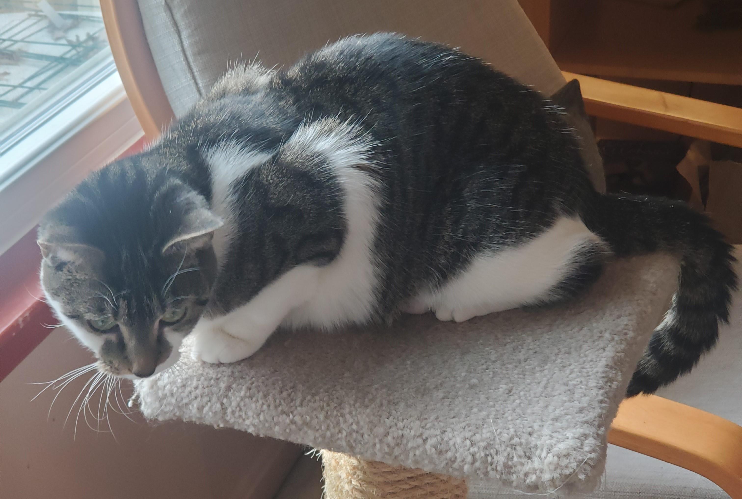 Enlarge Caramel-A Quiet Beauty Waiting to Blossom, an adoptable Domestic Short Hair in Laurel, MD image 3/4