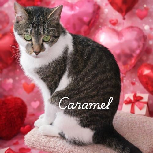 Enlarge Caramel-A Quiet Beauty Waiting to Blossom, an adoptable Domestic Short Hair in Laurel, MD image 1/4