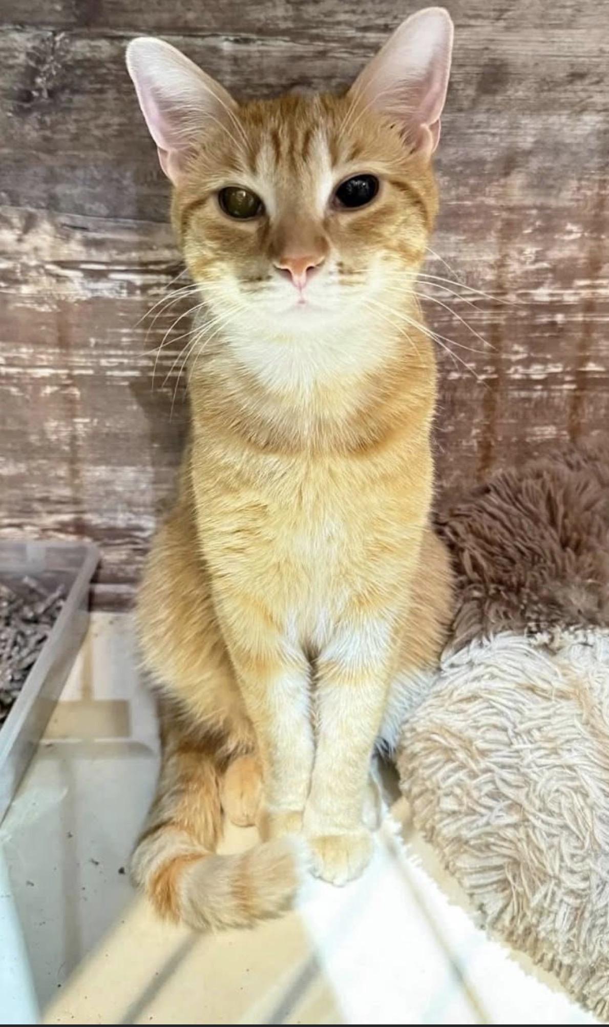 Enlarge Freddy, a ADOPTABLE Domestic Short Hair in Elwood, IL image 4/6