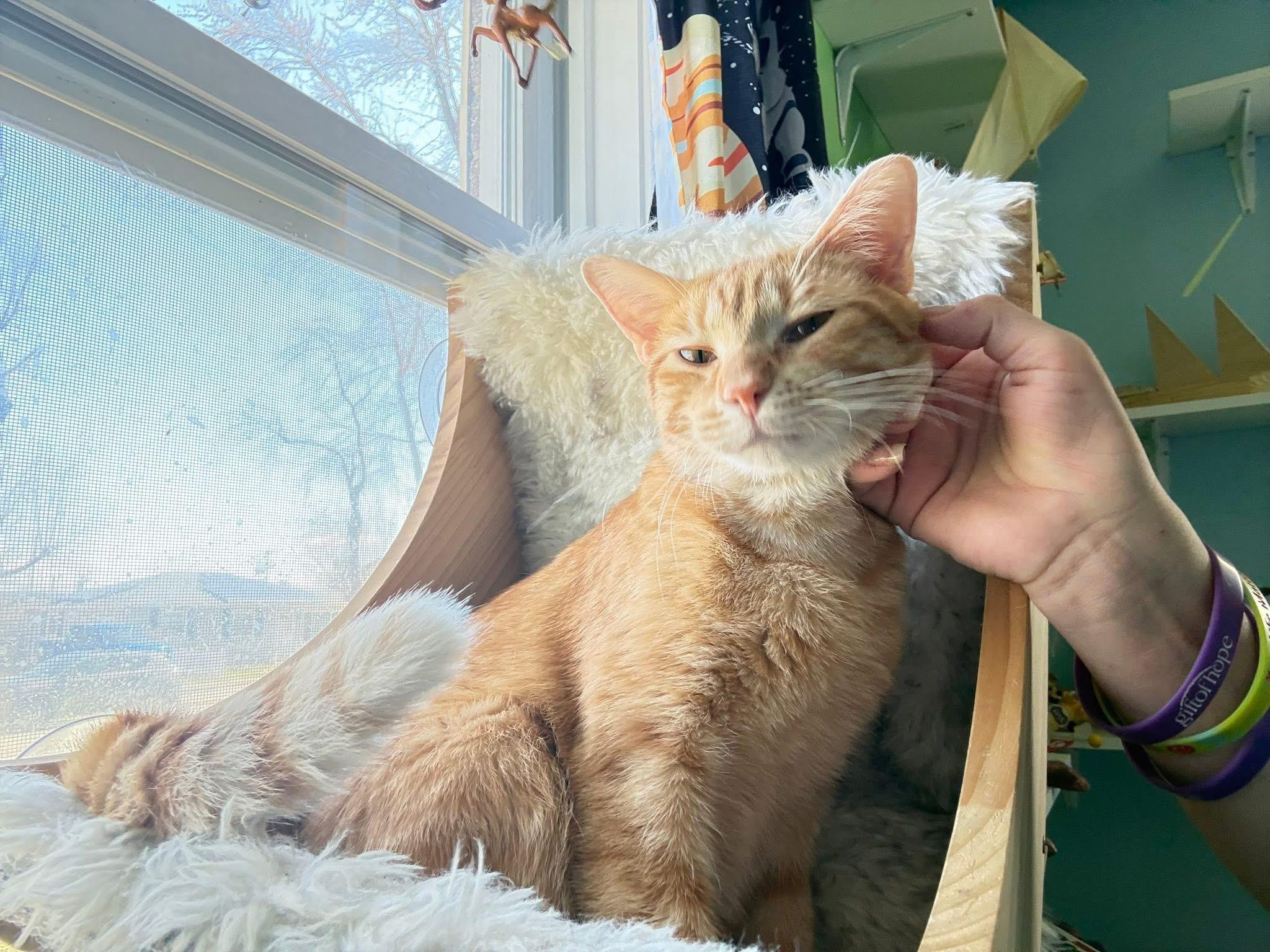 Enlarge Freddy, a ADOPTABLE Domestic Short Hair in Elwood, IL image 5/6