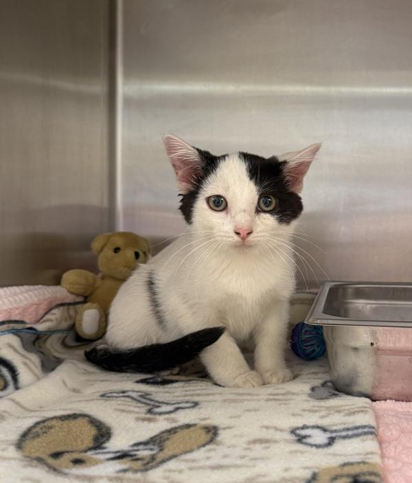 M'Baku, Adoptable, Kitten Male Domestic Short Hair.