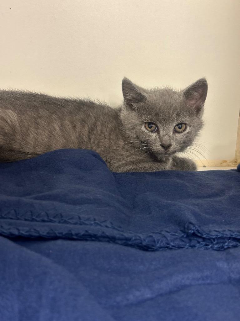 Rizzo (Strawberry Lane), Adoptable, Kitten Female Domestic Medium Hair.