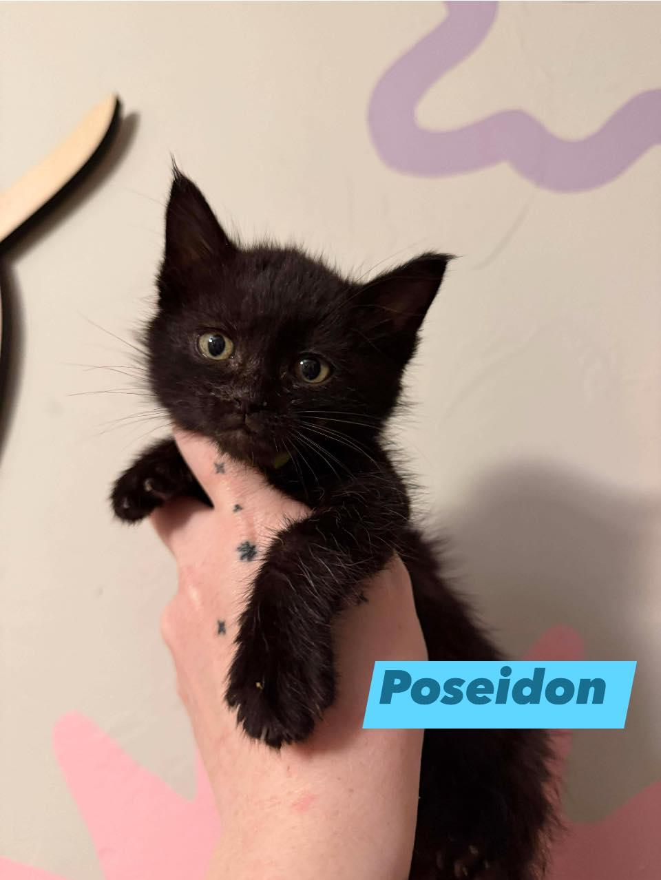 Poseidon, ADOPTABLE, Kitten Male Domestic Short Hair.