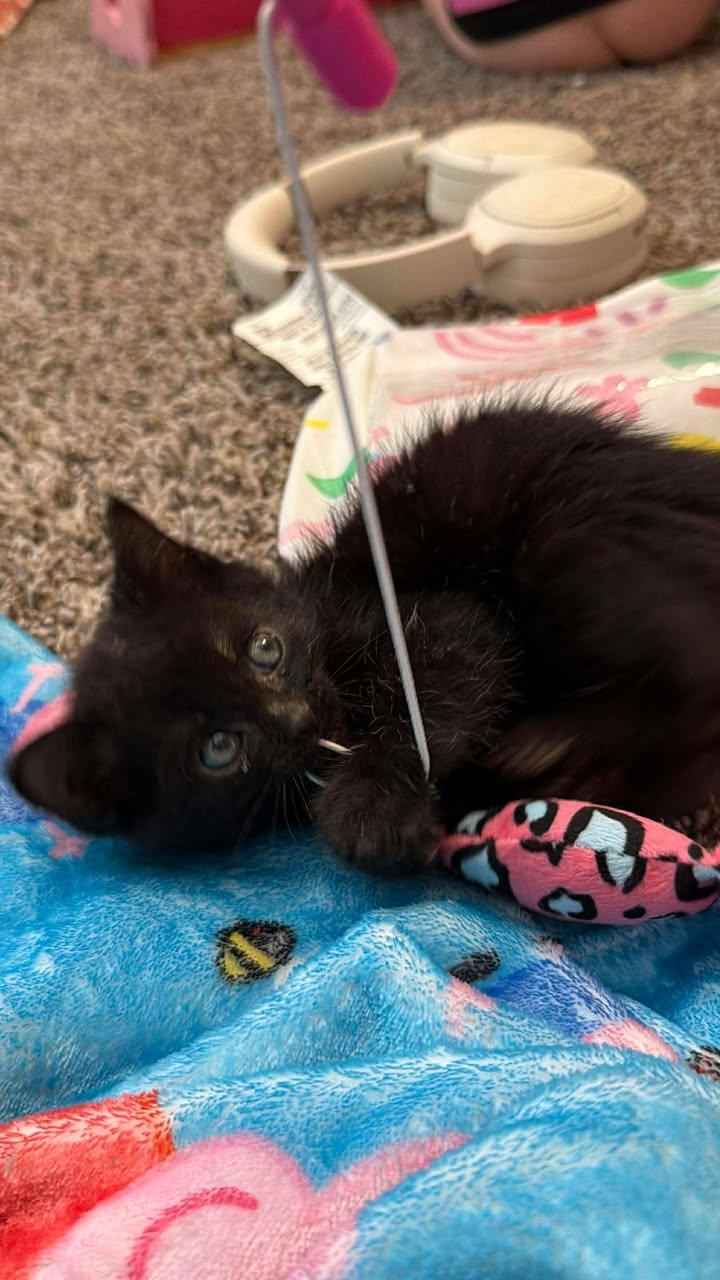 Poseidon, a ADOPTABLE Domestic Short Hair in Edmond, OK image 2/2