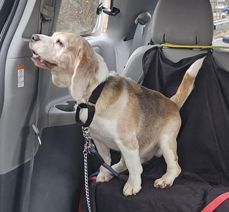 Lucky, Adoptable, Senior Male Beagle.