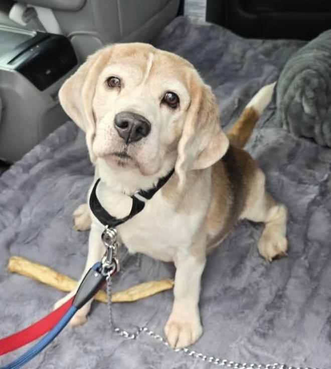 Enlarge Lucky, a Adoptable Beagle in Chester, NJ image 2/3