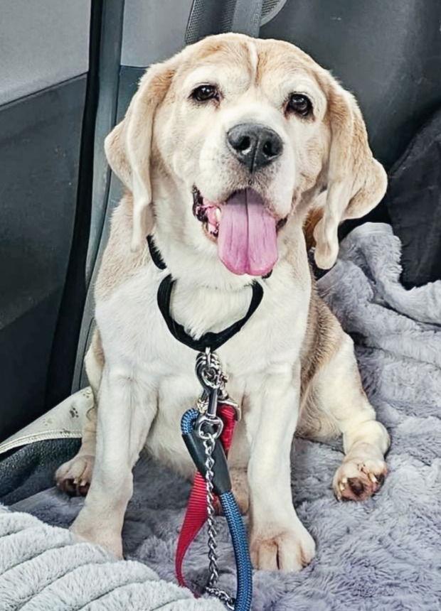 Enlarge Lucky, a Adoptable Beagle in Chester, NJ image 3/3