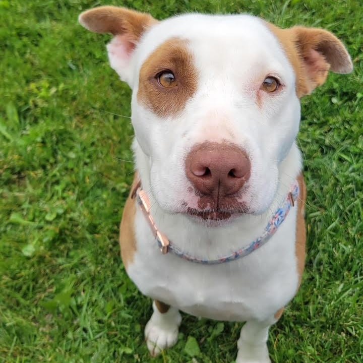 Daffodil, an adopted mixed breed in West Jefferson, OH image 2/4