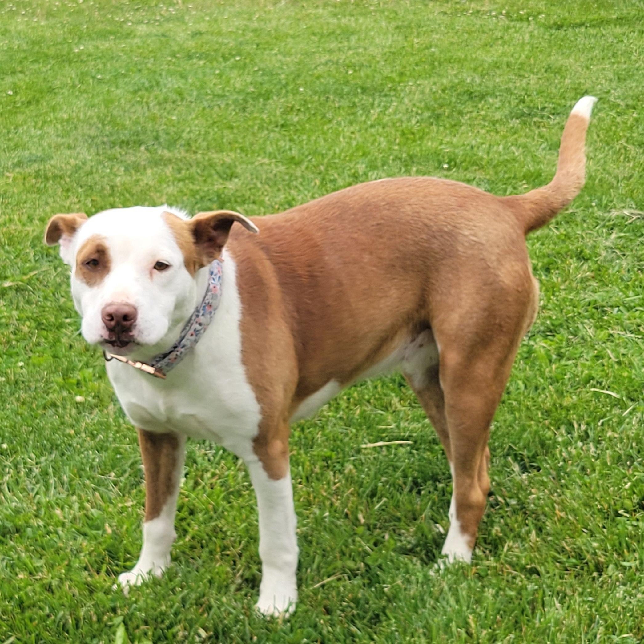 Daffodil, an adopted mixed breed in West Jefferson, OH image 4/4