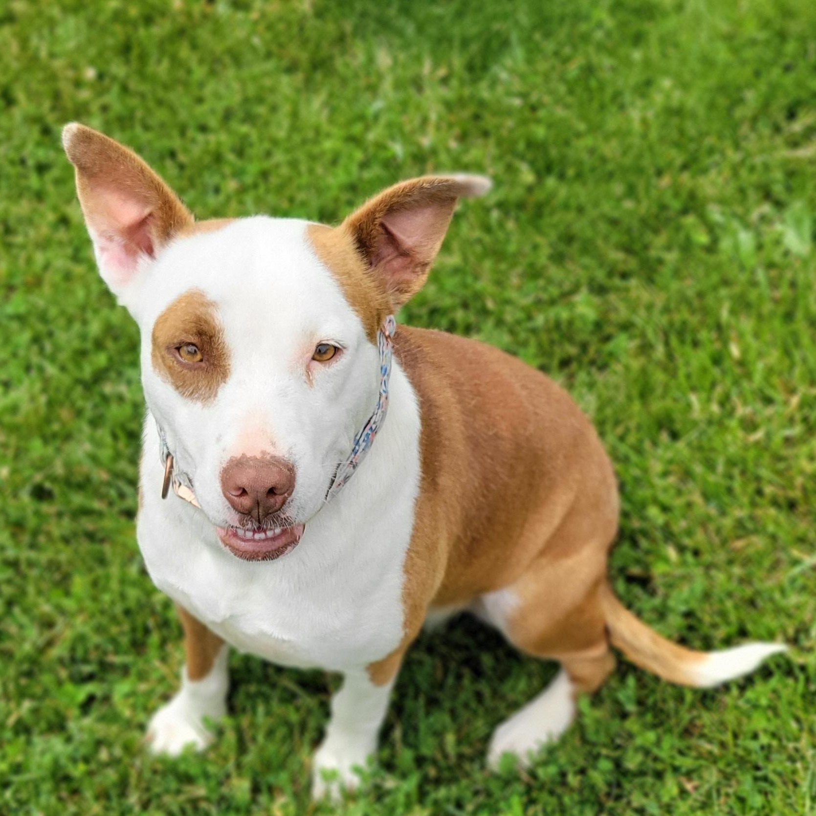 Daffodil, an adopted mixed breed in West Jefferson, OH image 1/4
