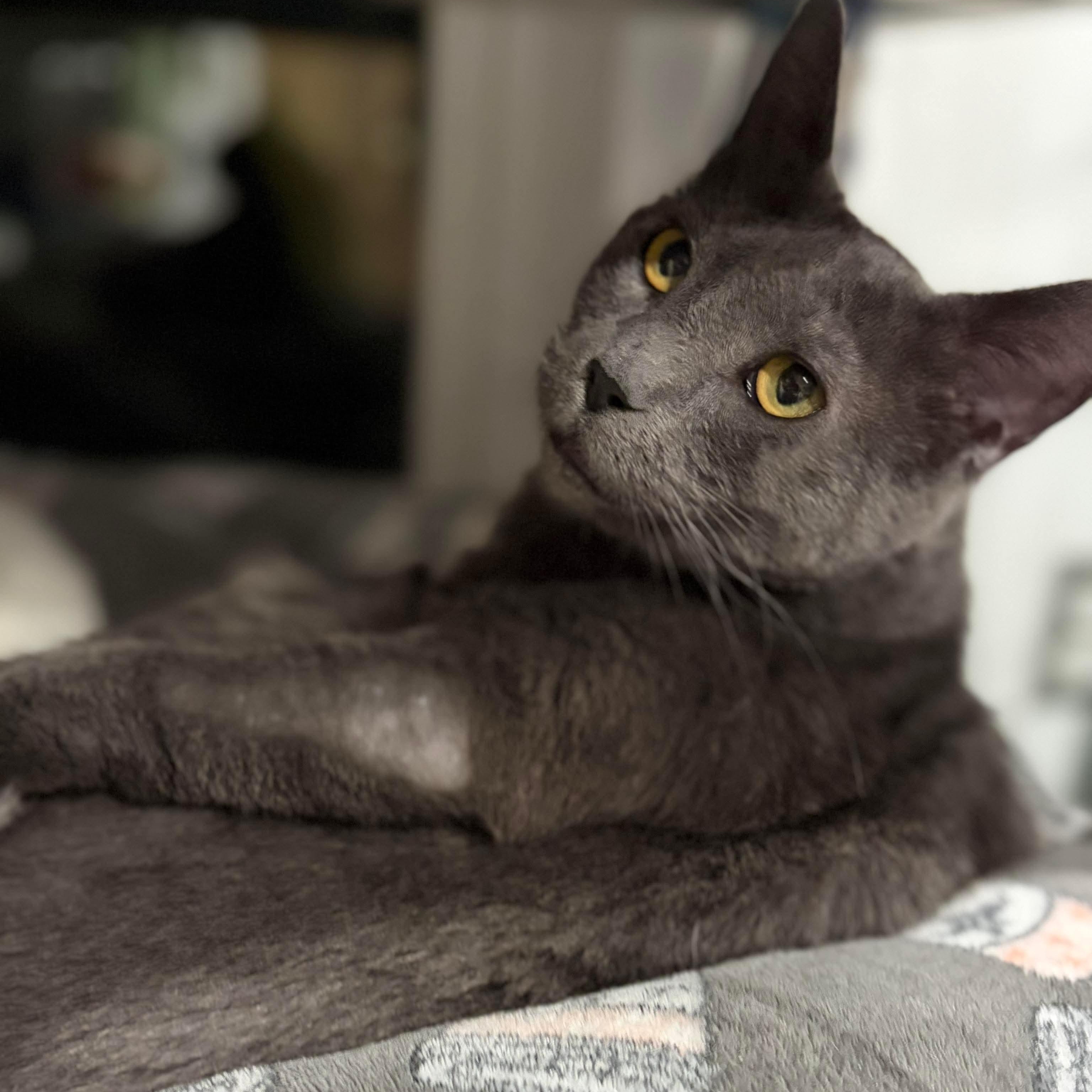 Enlarge Sasha, a Adoptable Domestic Short Hair in North Huntingdon, PA image 1/6