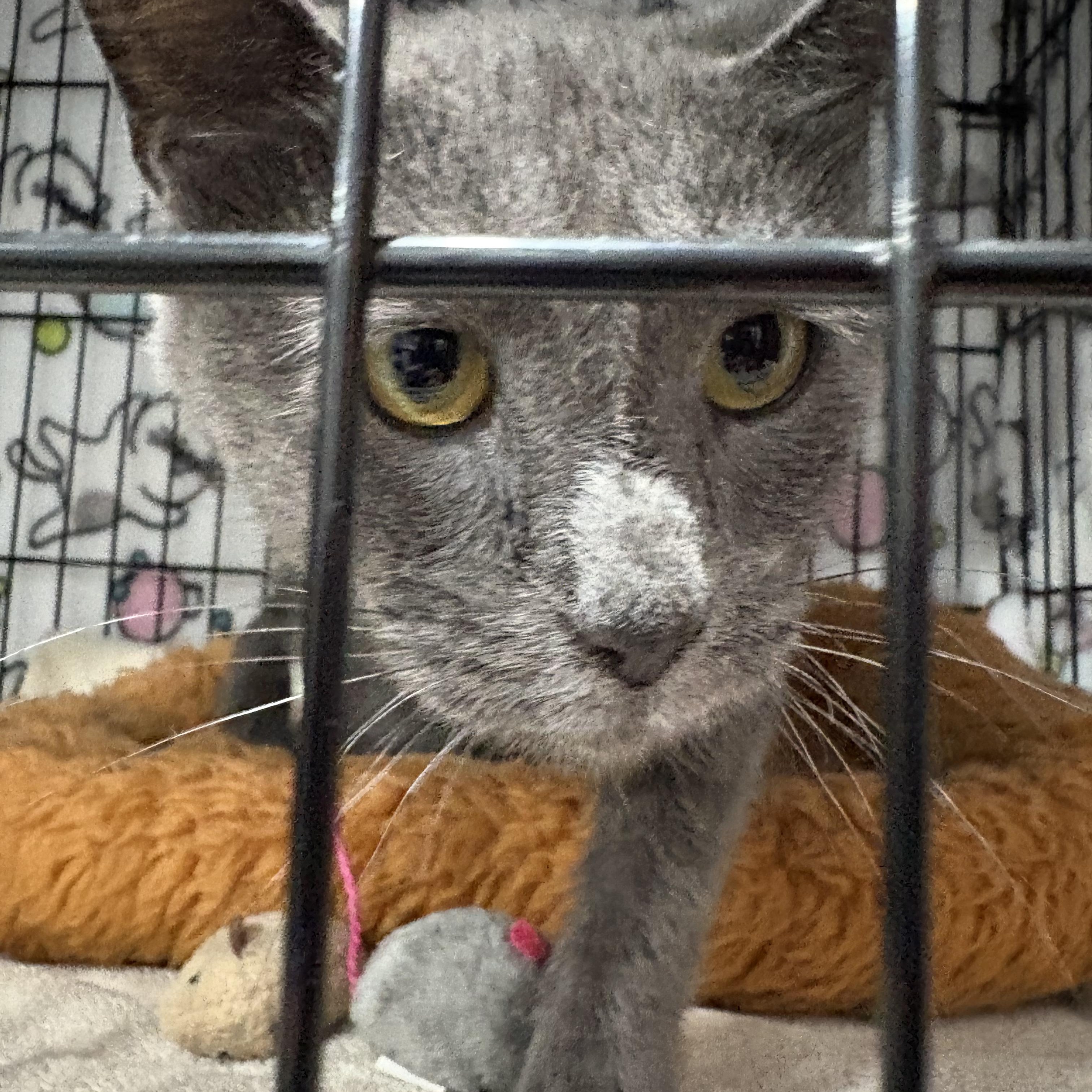 Enlarge Sasha, a Adoptable Domestic Short Hair in North Huntingdon, PA image 4/5