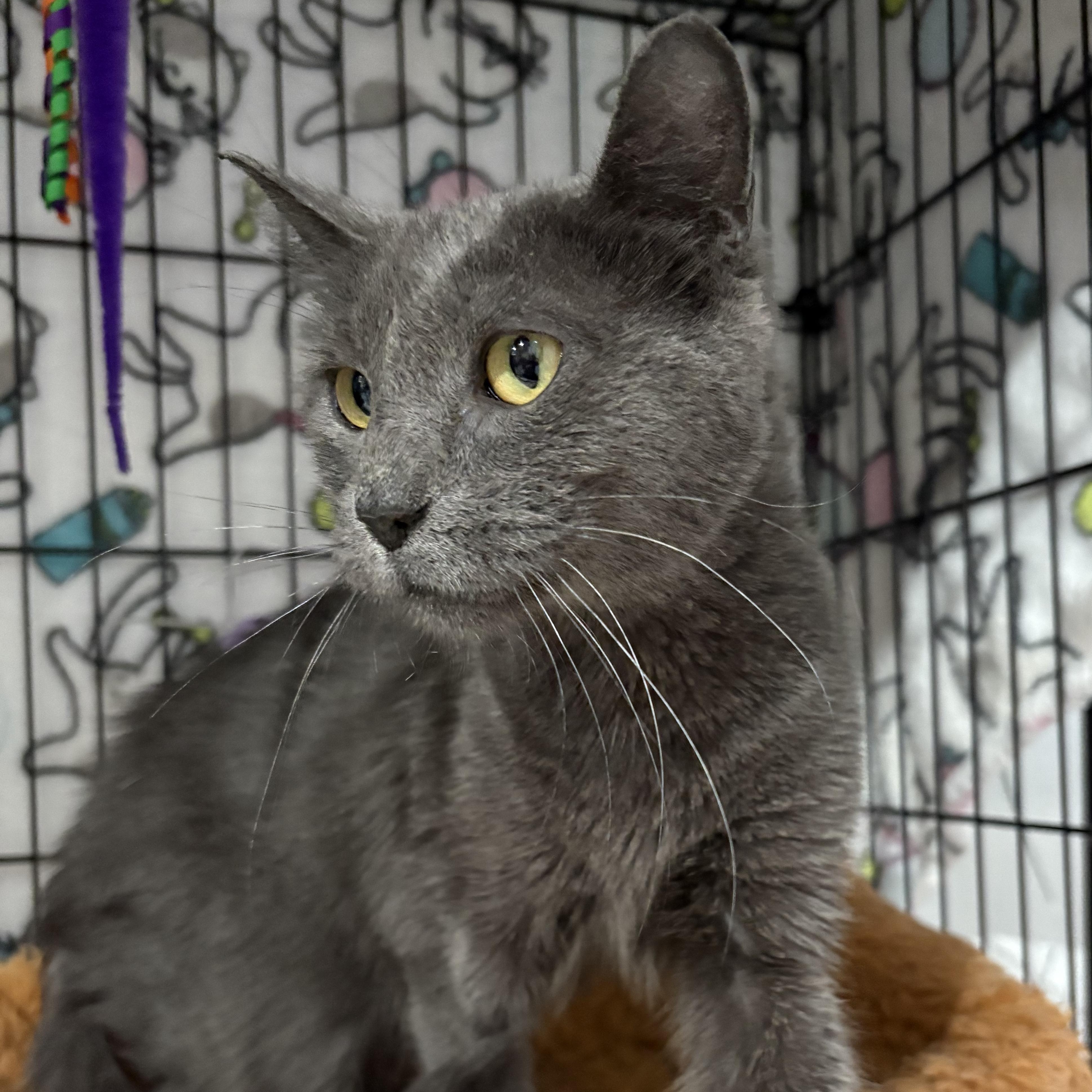 Enlarge Sasha, a Adoptable Domestic Short Hair in North Huntingdon, PA image 3/5