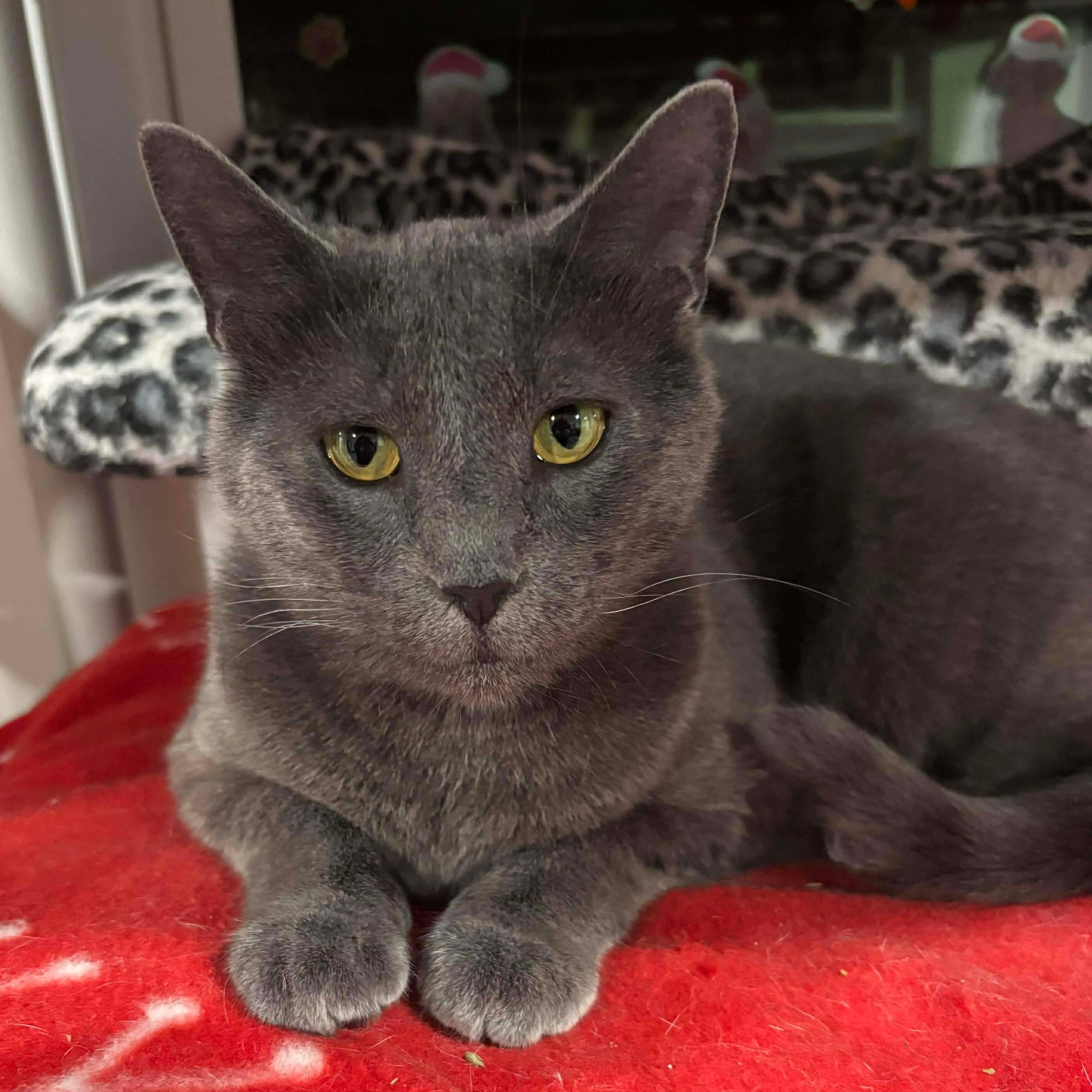 Enlarge Sasha, a Adoptable Domestic Short Hair in North Huntingdon, PA image 2/5