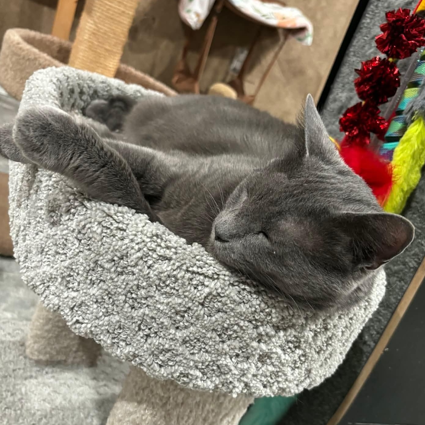 Enlarge Sasha, a Adoptable Domestic Short Hair in North Huntingdon, PA image 6/6