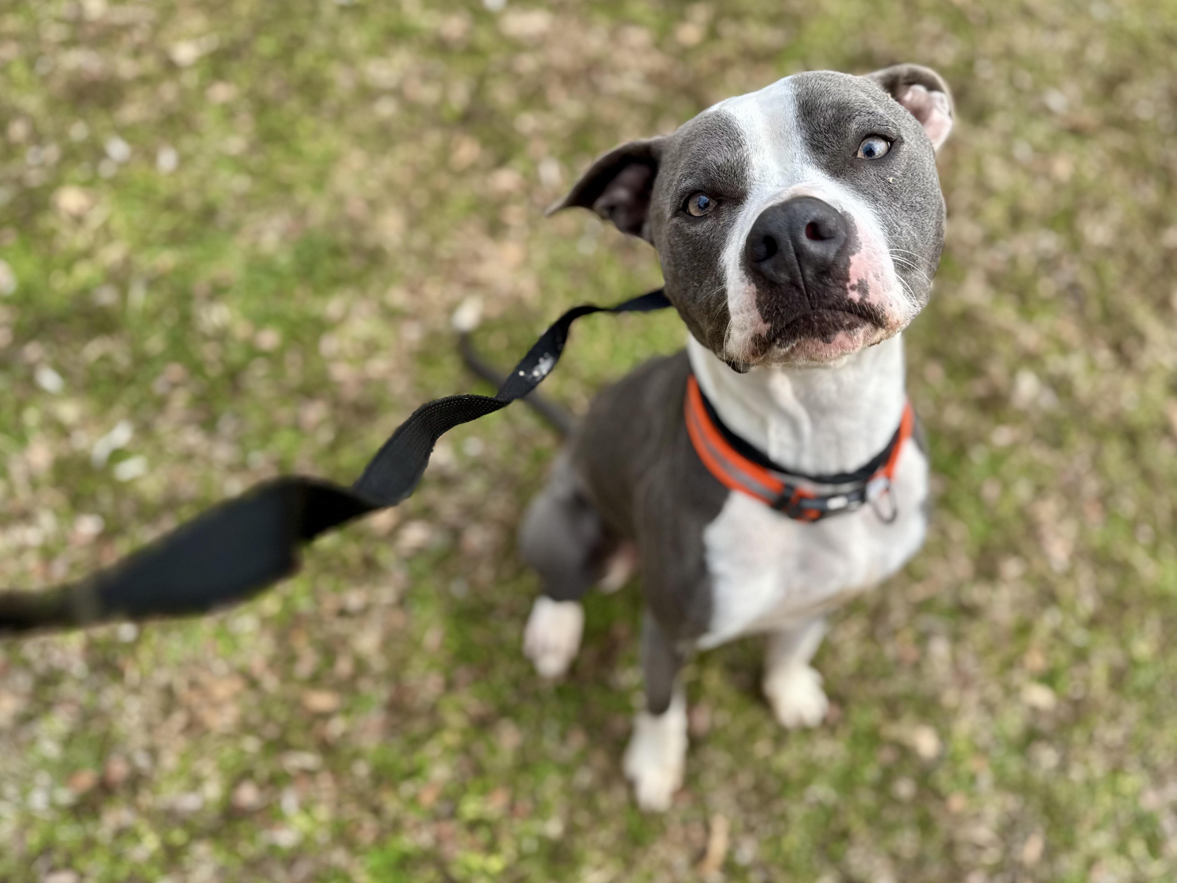 Enlarge Buddy, an adopted mixed breed in Sherman, TX image 1/3