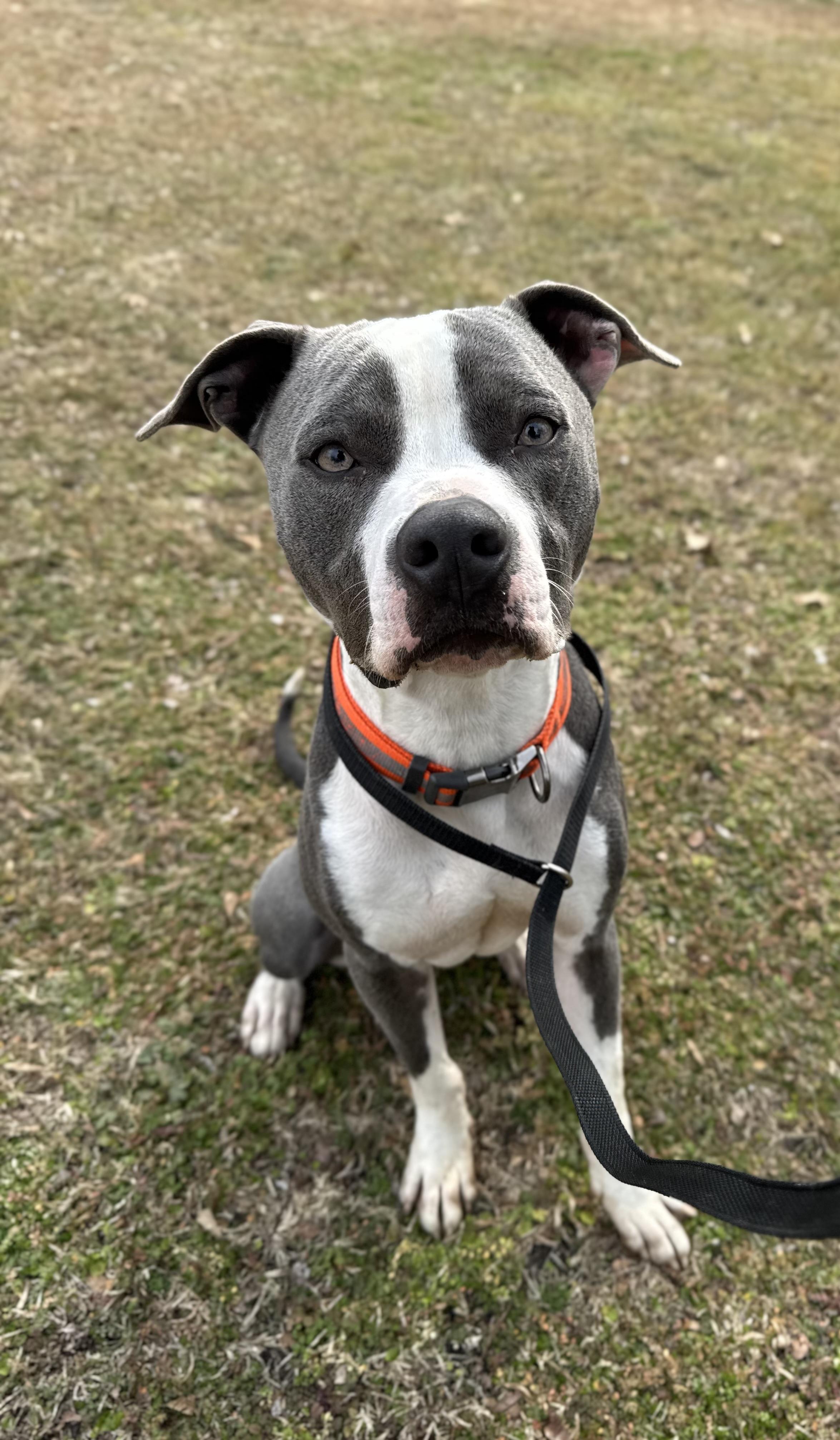 Enlarge Buddy, an adopted mixed breed in Sherman, TX image 2/3