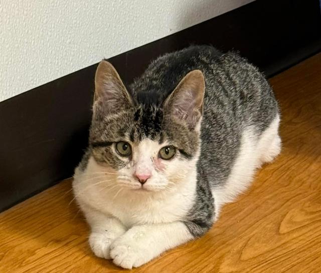 Lucky, ADOPTABLE, Kitten Female Domestic Short Hair.