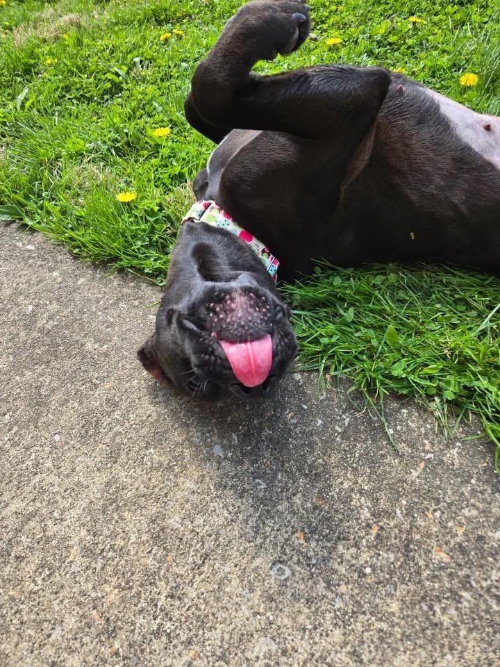 Panther , an adopted Terrier in Zanesville, OH image 2/5