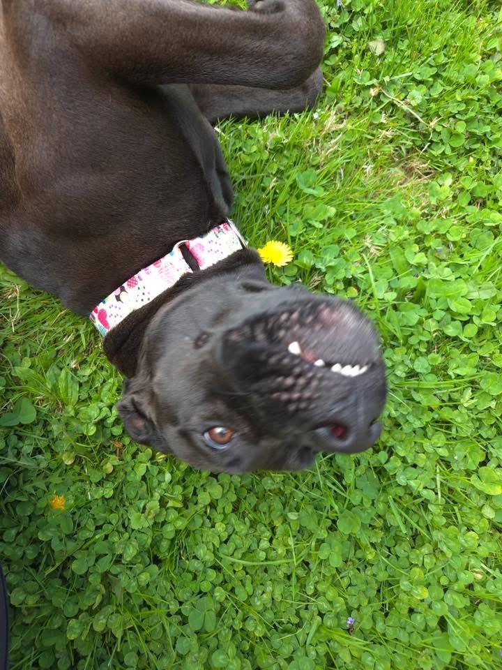 Panther , an adopted Terrier in Zanesville, OH image 3/5