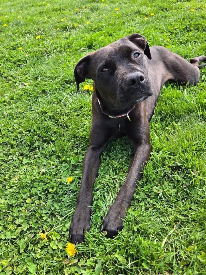 Panther , an adopted Terrier in Zanesville, OH image 5/5