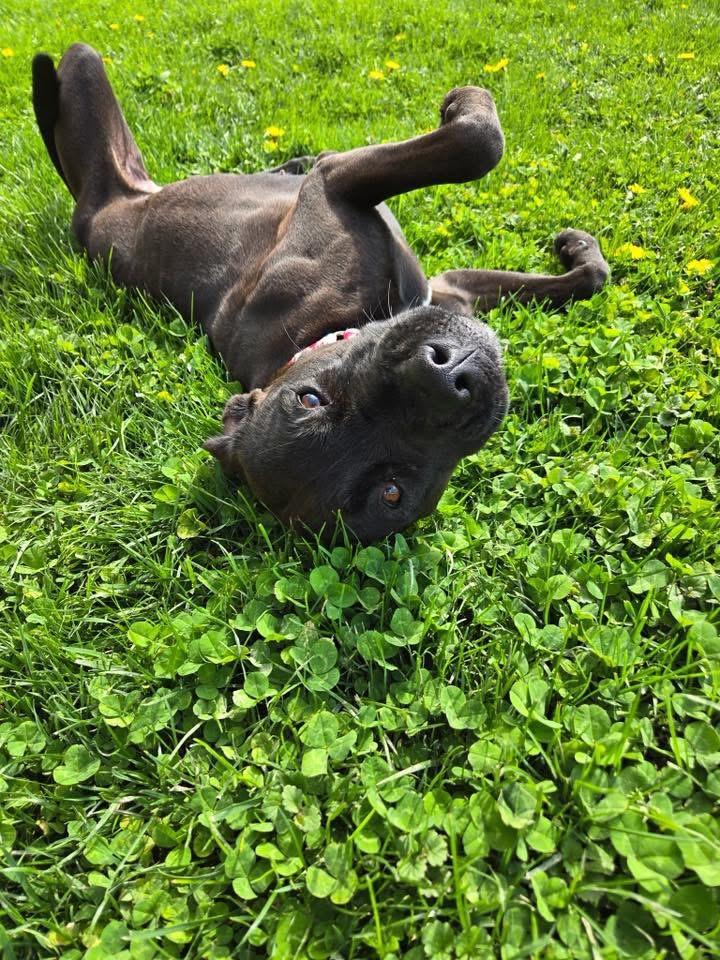 Panther , an adopted Terrier in Zanesville, OH image 4/5