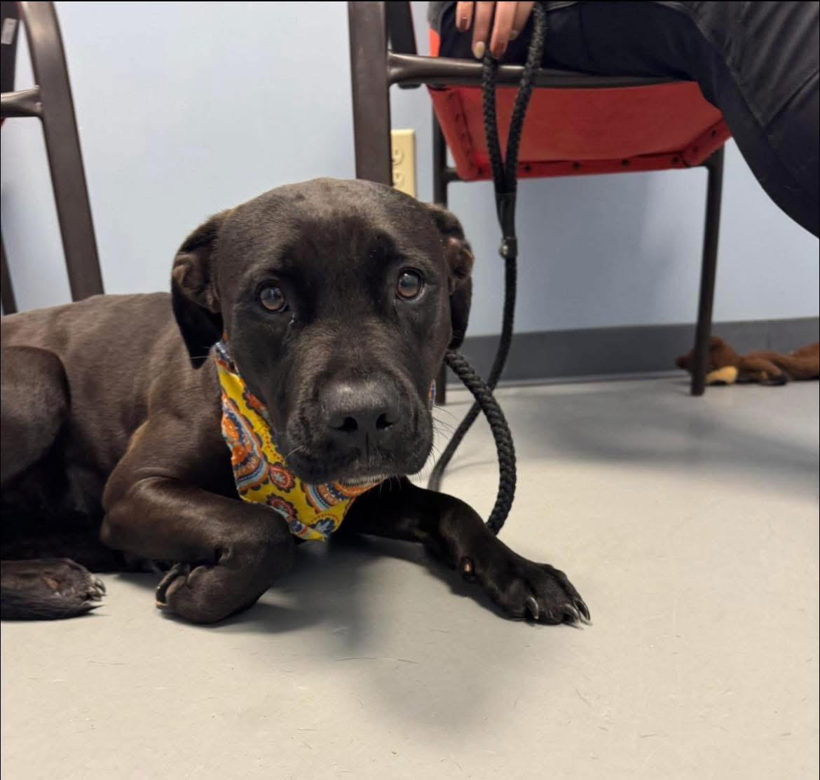 Panther , adopted, Young Female Terrier.