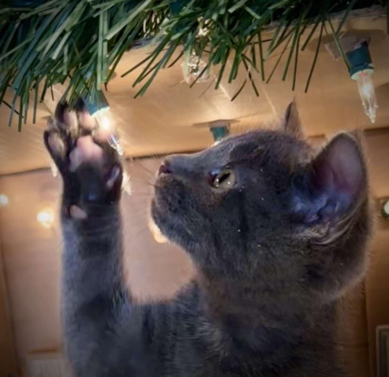 Johnna - Adorable and affectionate, a Adoptable Domestic Medium Hair in Muskego, WI image 6/6