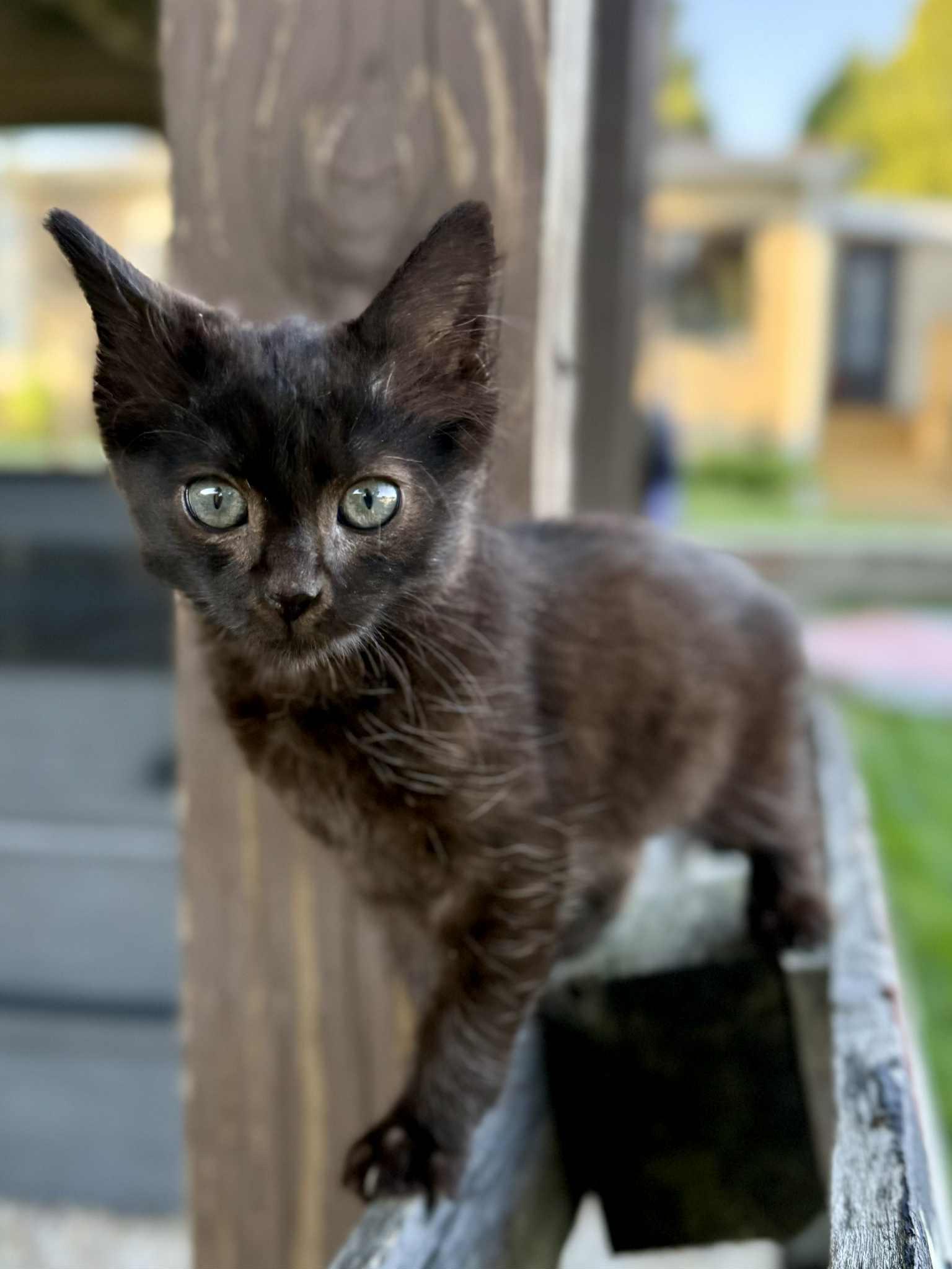Johnna - Adorable and affectionate, a Adoptable Domestic Medium Hair in Muskego, WI image 4/6
