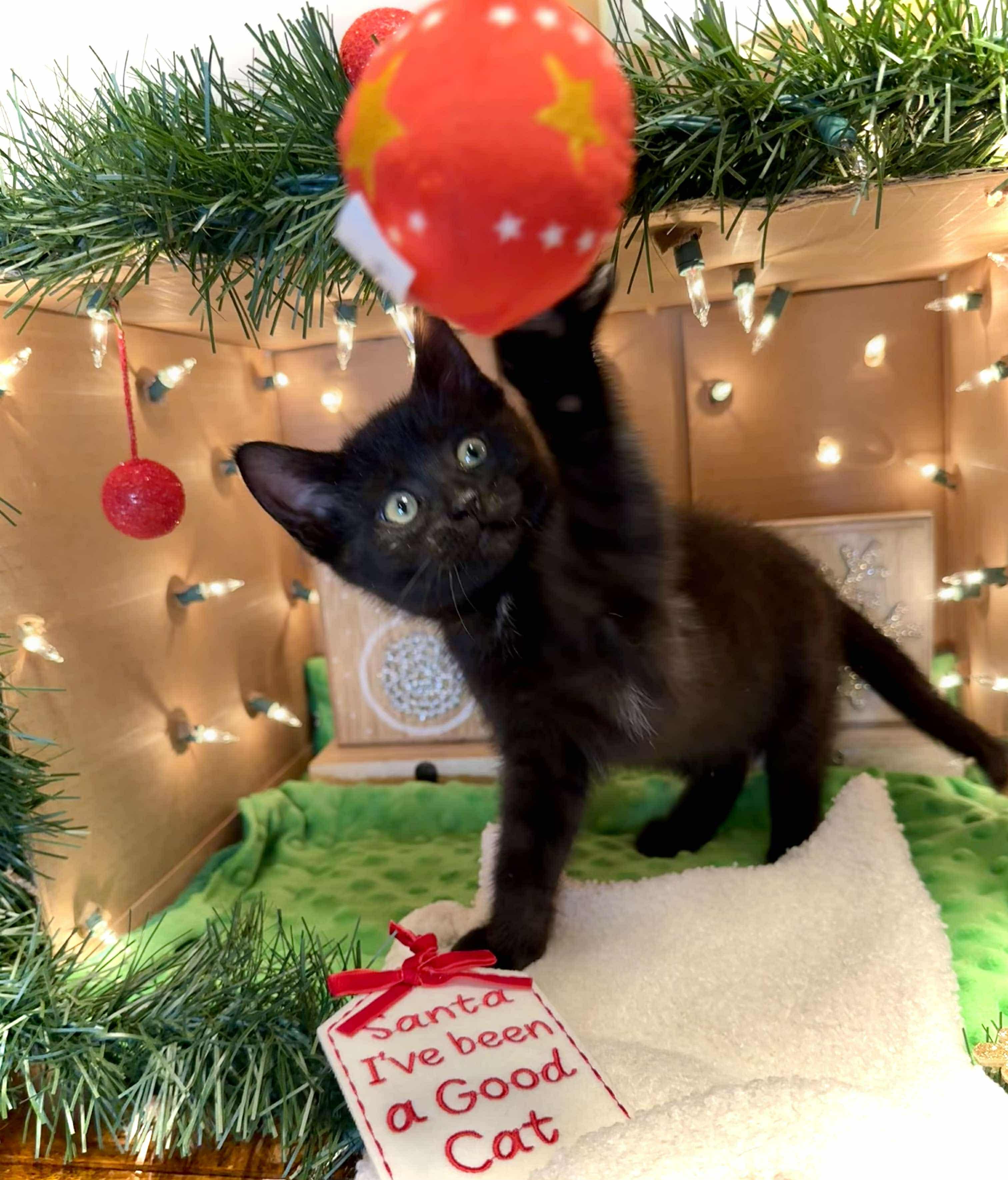 Johnna - Adorable and affectionate, a Adoptable Domestic Medium Hair in Muskego, WI image 5/6