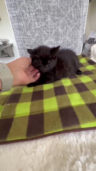 Enlarge Johnna - Adorable and affectionate, a Adoptable Domestic Medium Hair in Muskego, WI video 2/6