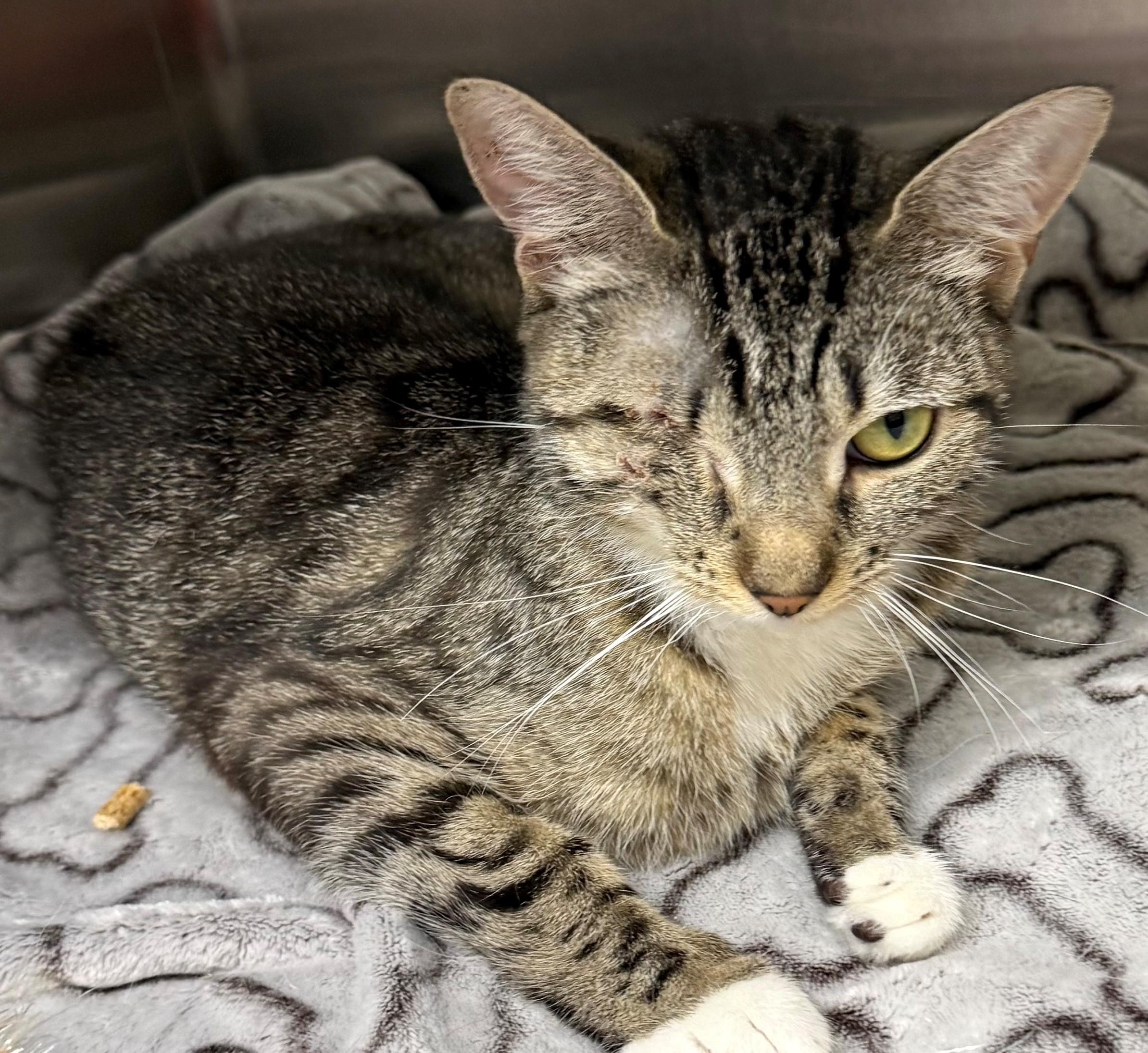 Halle, ADOPTABLE, Young Female Domestic Short Hair.