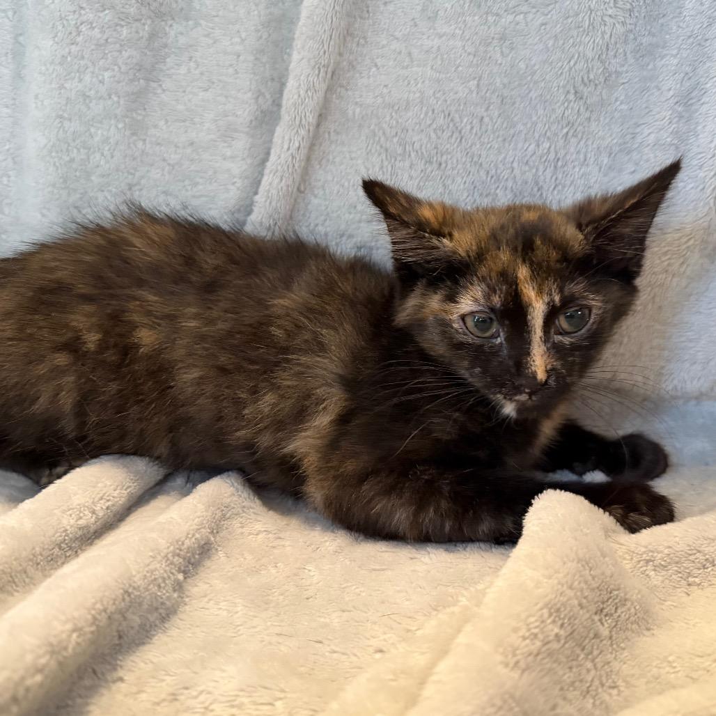 Enlarge Mira, a Adoptable Domestic Short Hair in La Grange, KY image 1/6