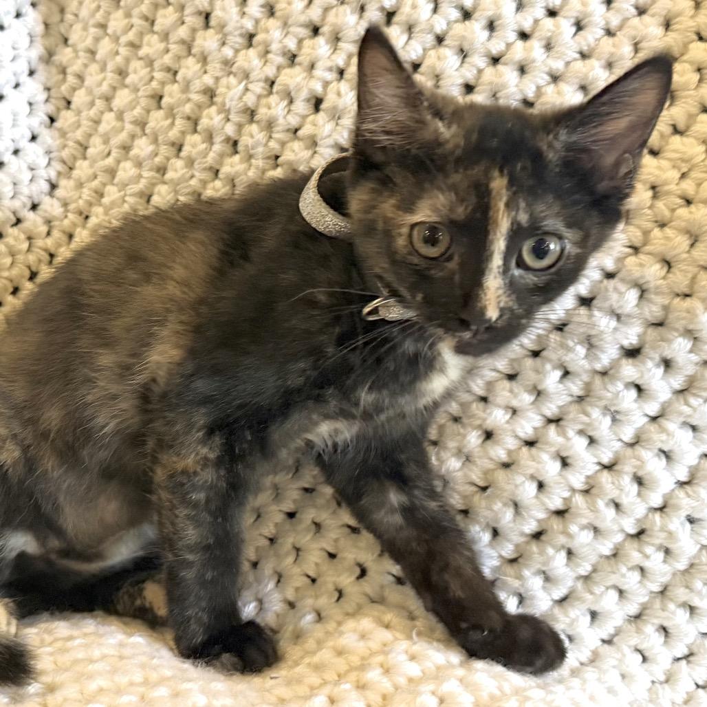 Enlarge Mira, a Adoptable Domestic Short Hair in La Grange, KY image 2/6