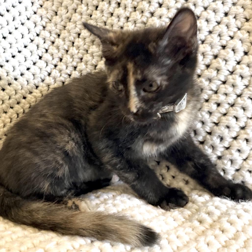 Enlarge Mira, a Adoptable Domestic Short Hair in La Grange, KY image 3/6