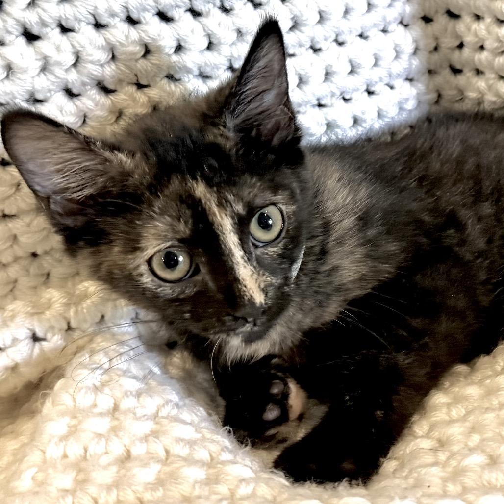Enlarge Mira, a Adoptable Domestic Short Hair in La Grange, KY image 4/6